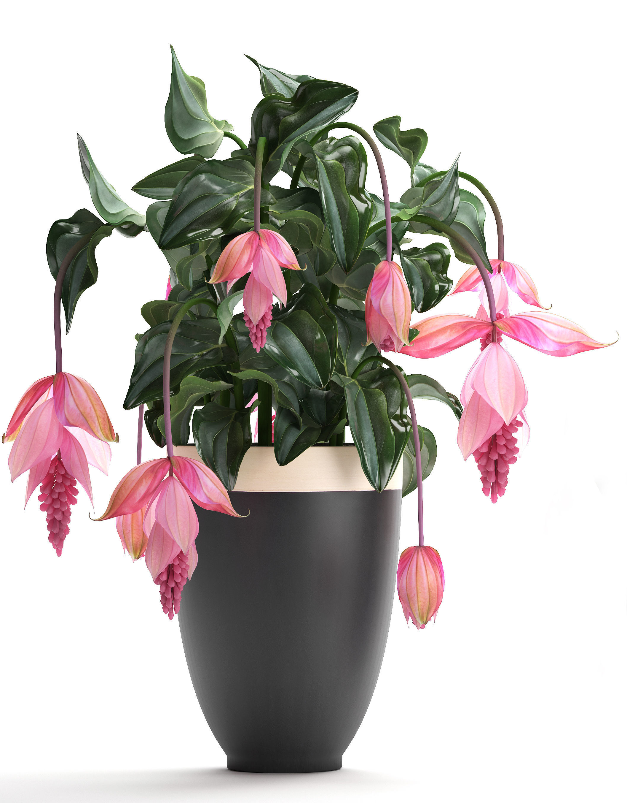 Collection Exotic plants Medinilla magnifica 3D model_1