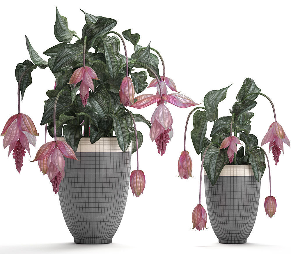 Collection Exotic plants Medinilla magnifica 3D model_5