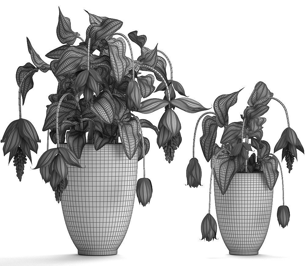 Collection Exotic plants Medinilla magnifica 3D model_6