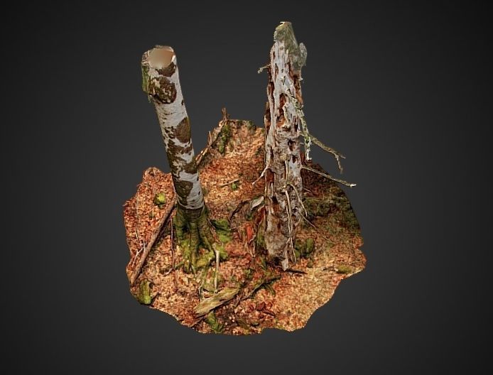 Silver fir snag and beech tree 3D model_4