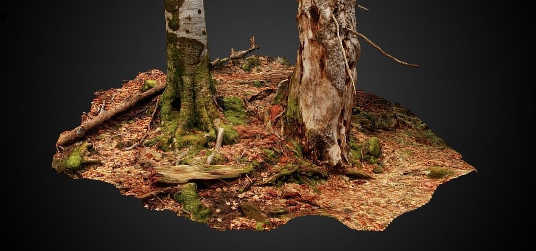 Silver fir snag and beech tree 3D model_6