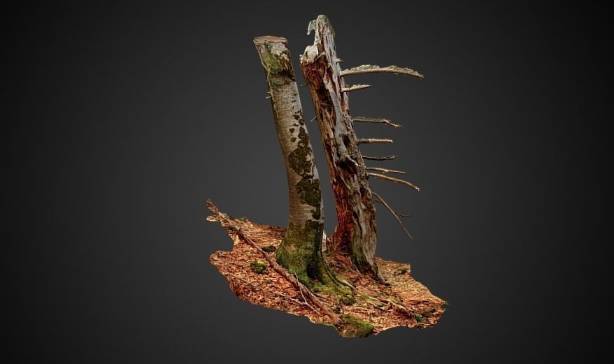 Silver fir snag and beech tree 3D model_3