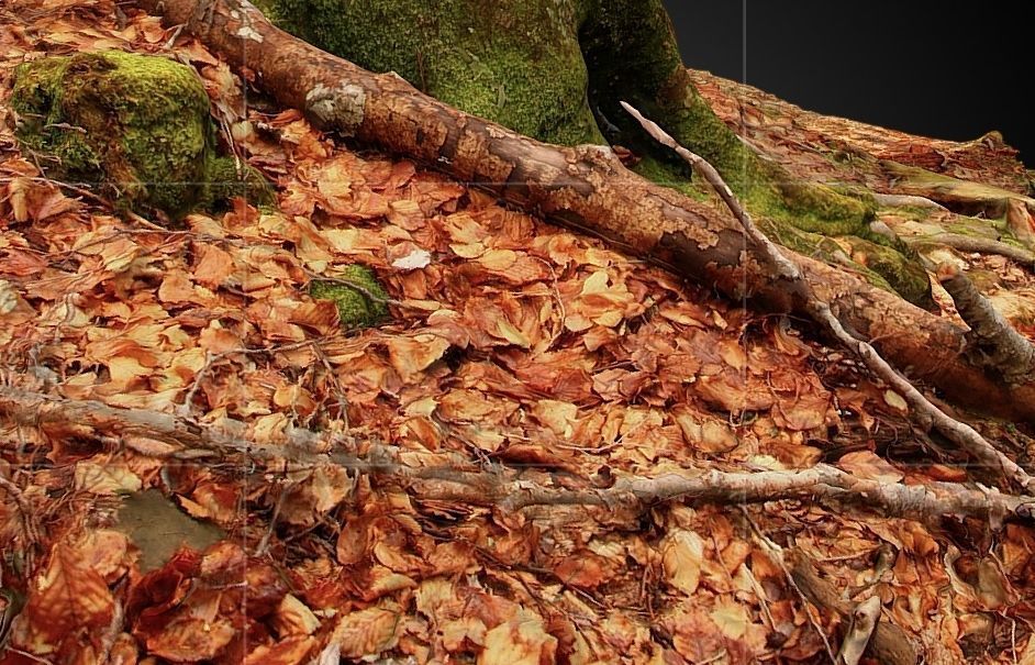 Silver fir snag and beech tree 3D model_13