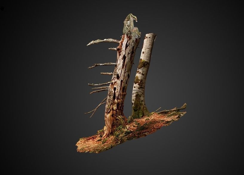 Silver fir snag and beech tree 3D model_1