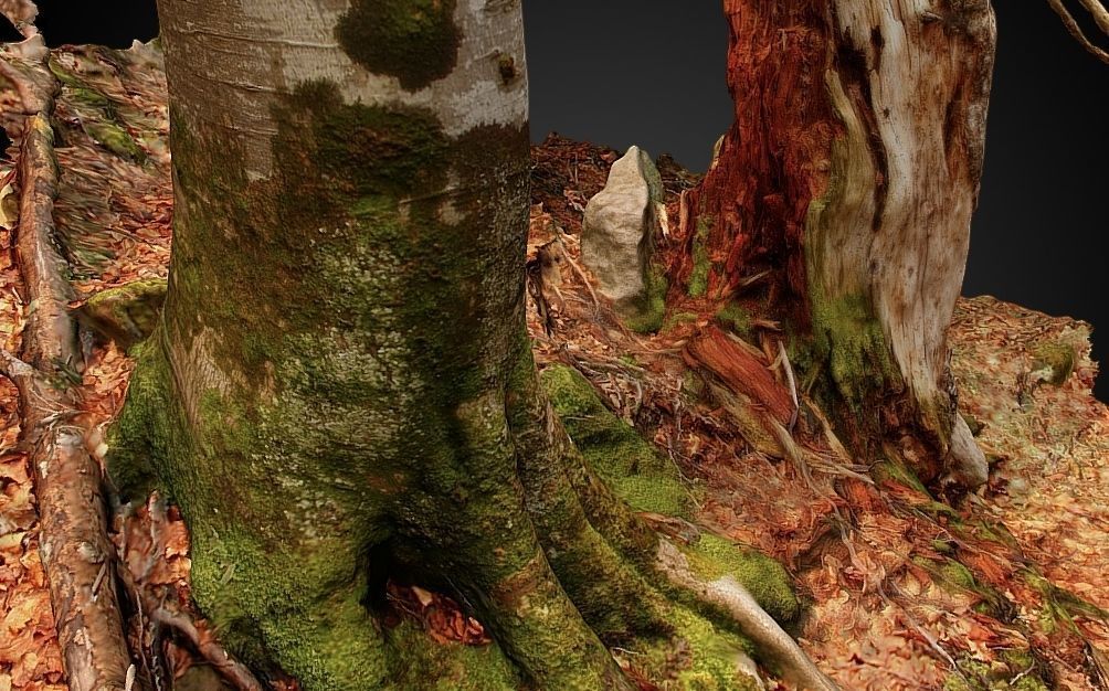 Silver fir snag and beech tree 3D model_11