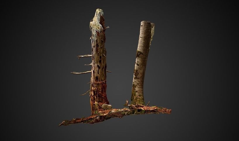 Silver fir snag and beech tree 3D model_2