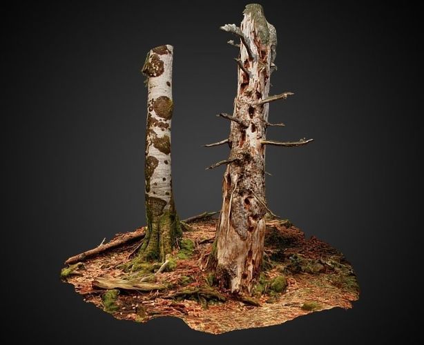 Silver fir snag and beech tree 3D model