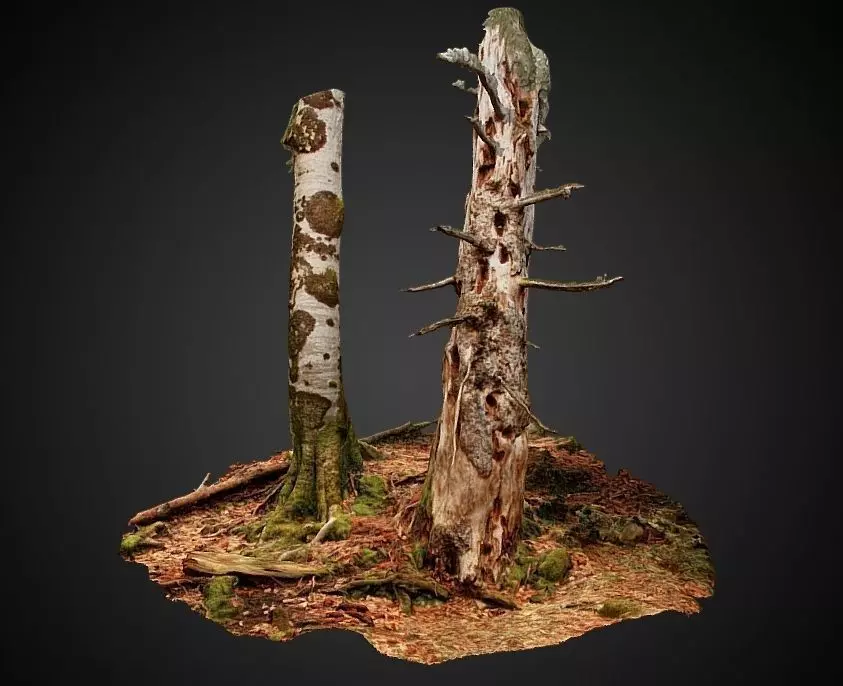 Silver fir snag and beech tree 3D model_0