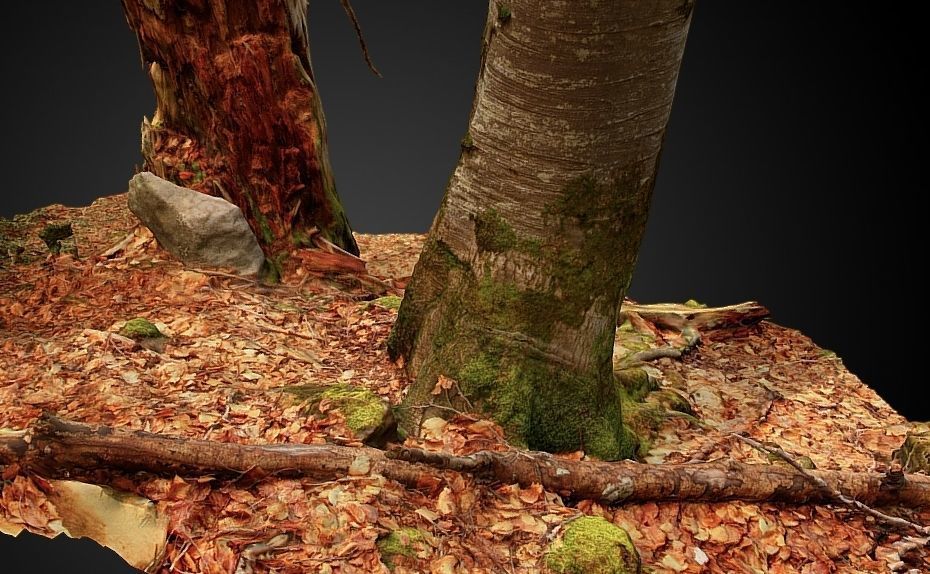 Silver fir snag and beech tree 3D model_9