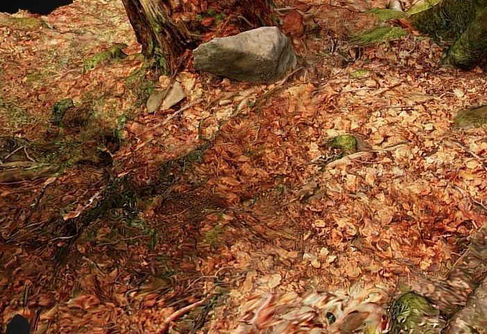 Silver fir snag and beech tree 3D model_5