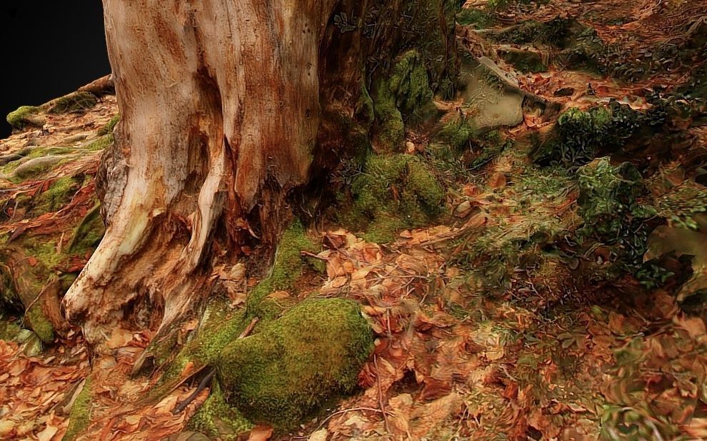 Silver fir snag and beech tree 3D model_12