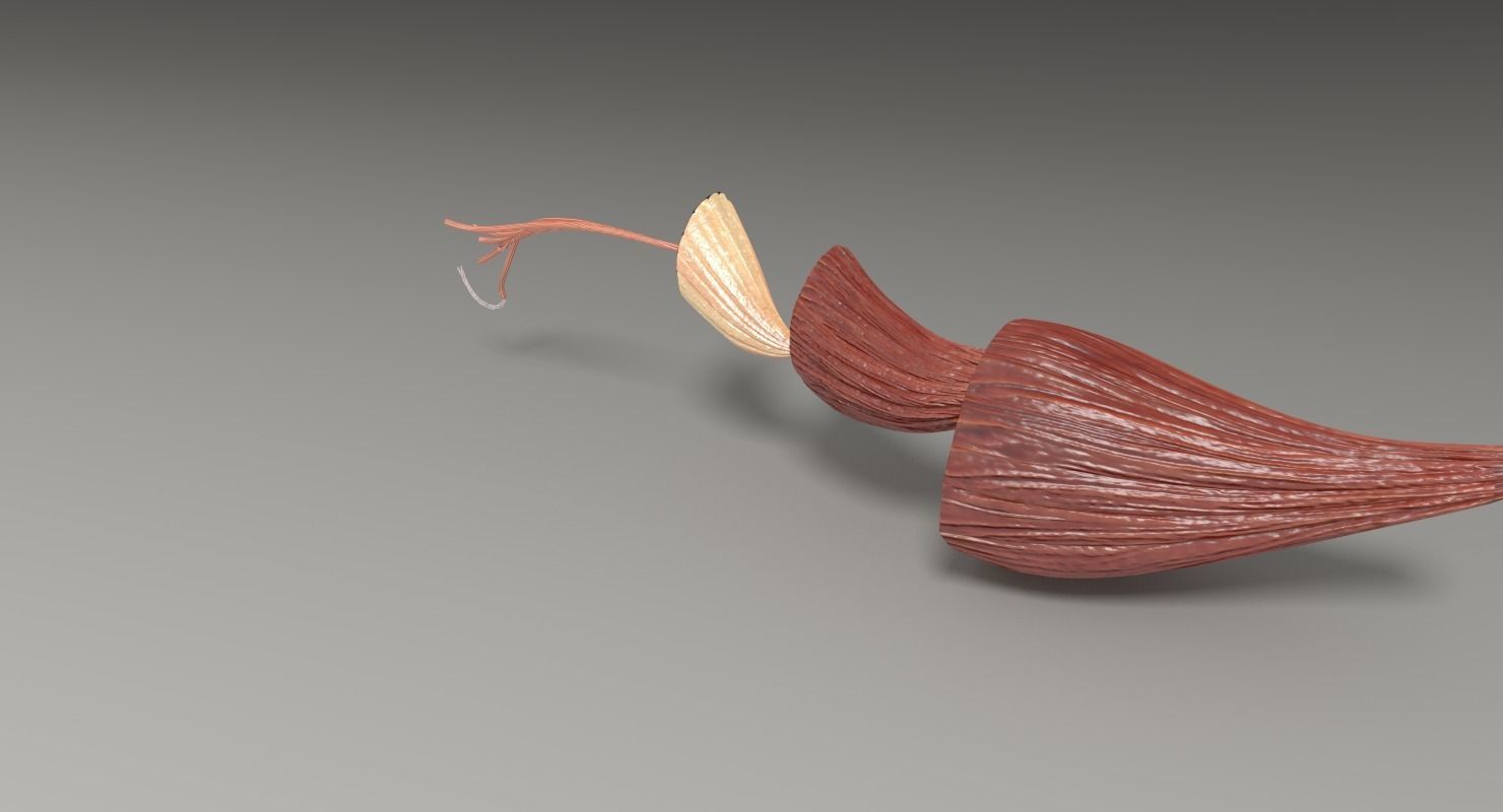 Muscle cross section 3D model_33