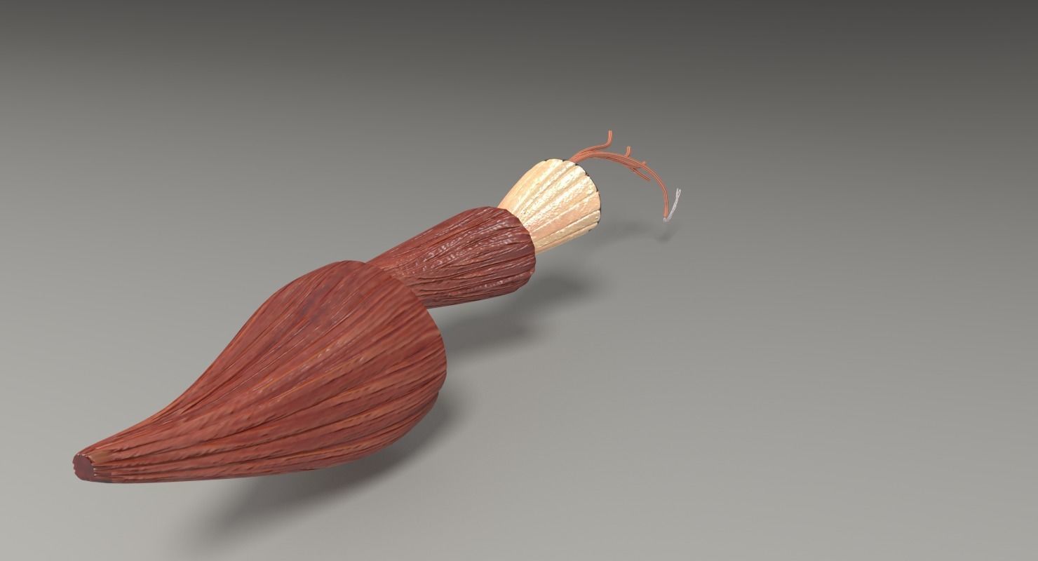 Muscle cross section 3D model_21