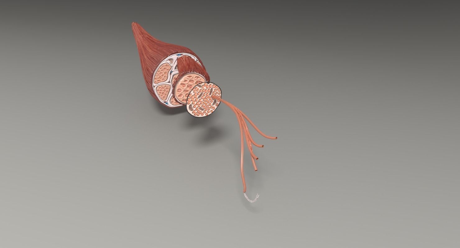 Muscle cross section 3D model_52