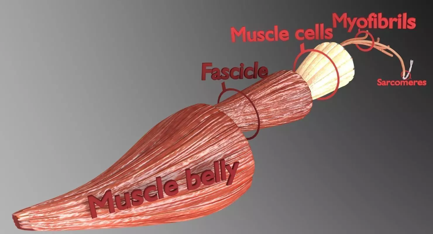 Muscle cross section 3D model_0