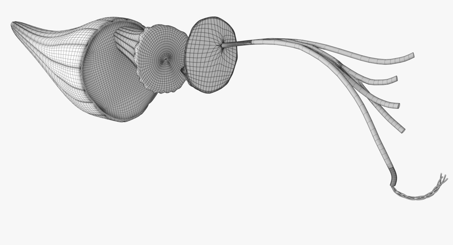 Muscle cross section 3D model_14