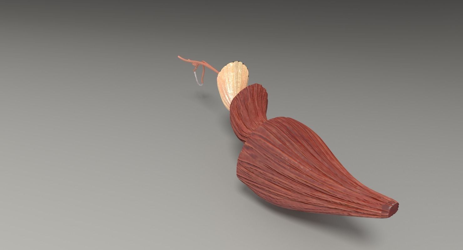 Muscle cross section 3D model_30