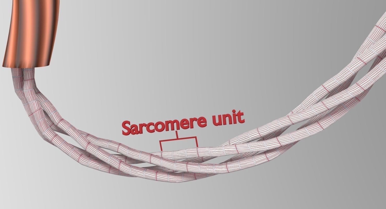 Muscle cross section 3D model_7