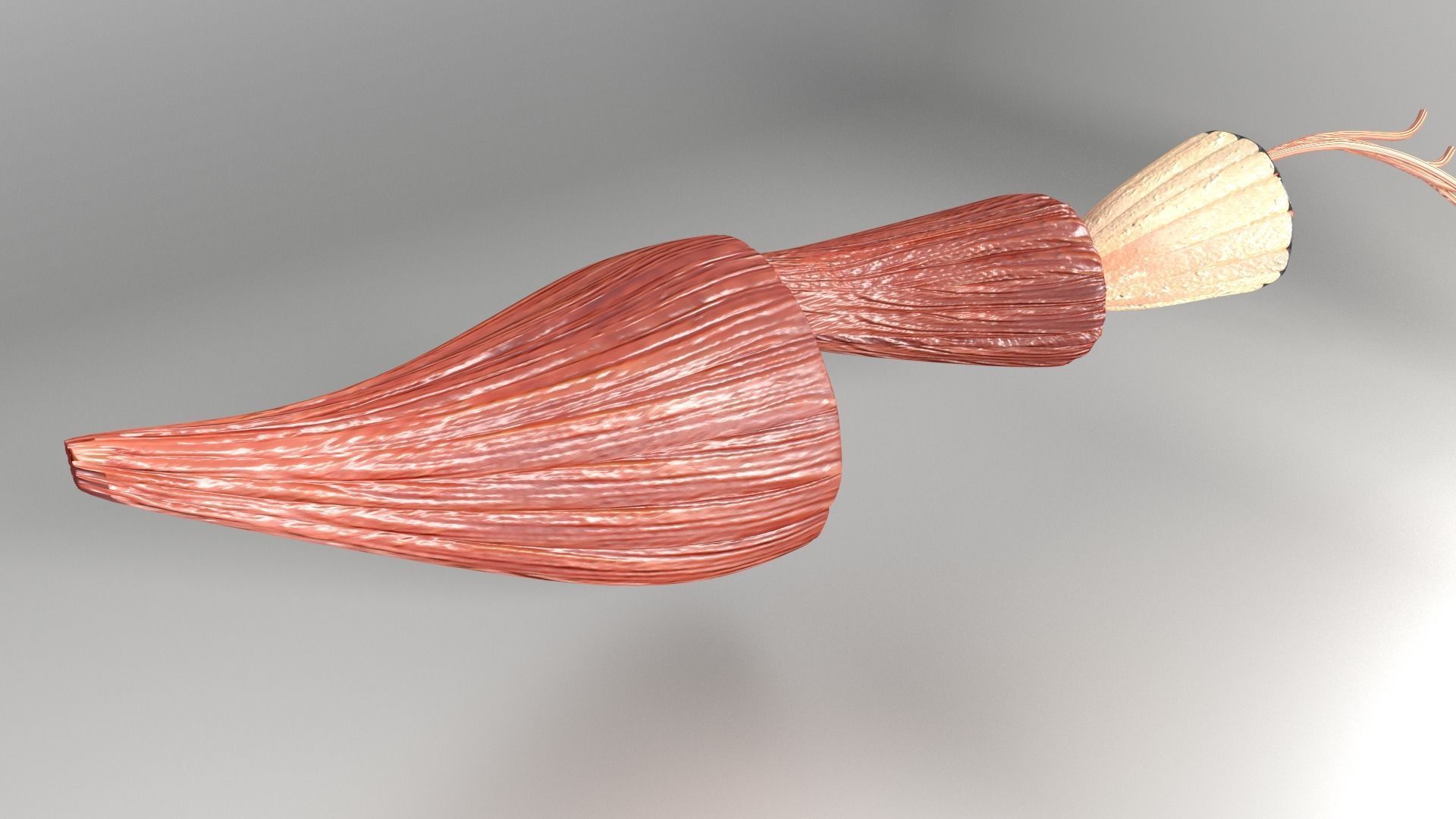 Muscle cross section 3D model_13