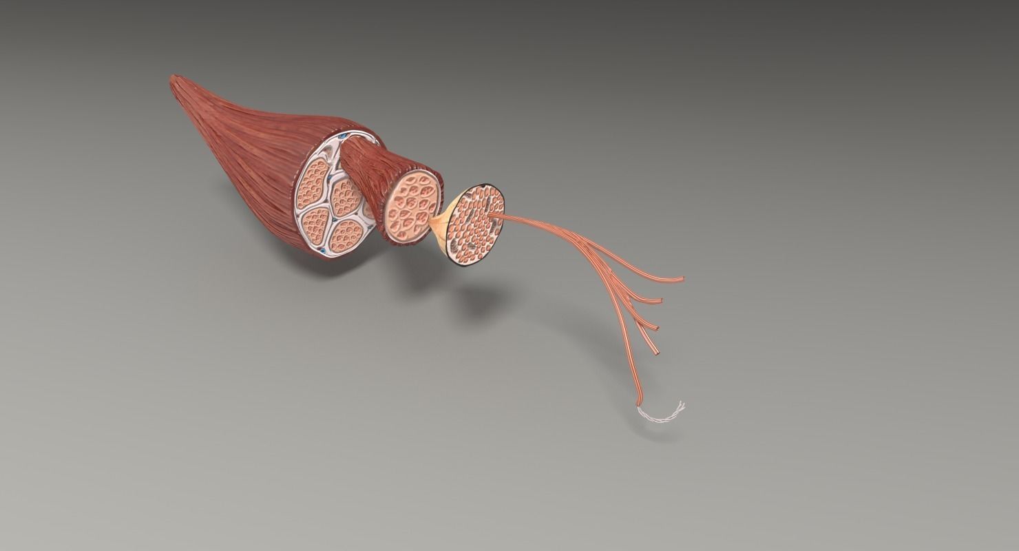 Muscle cross section 3D model_49