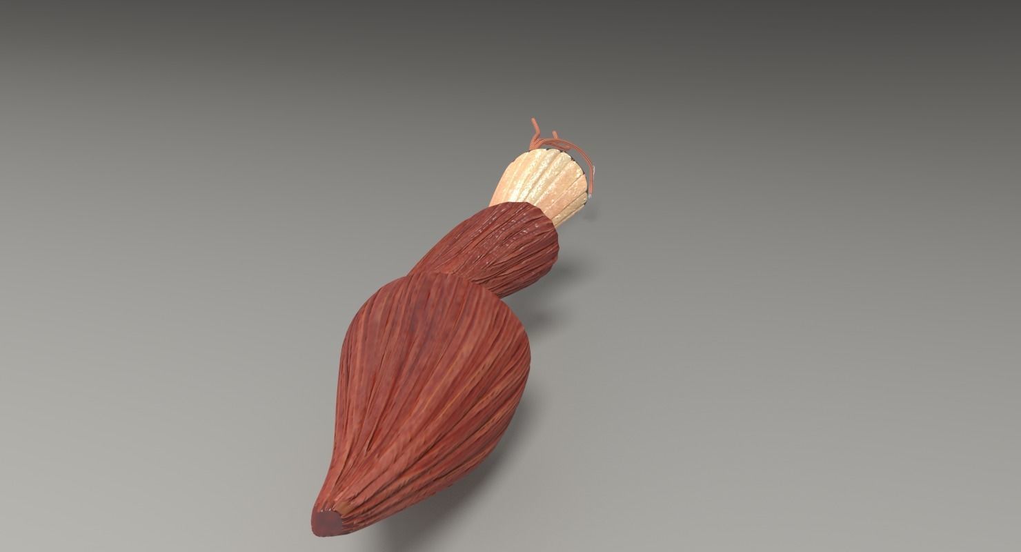 Muscle cross section 3D model_25