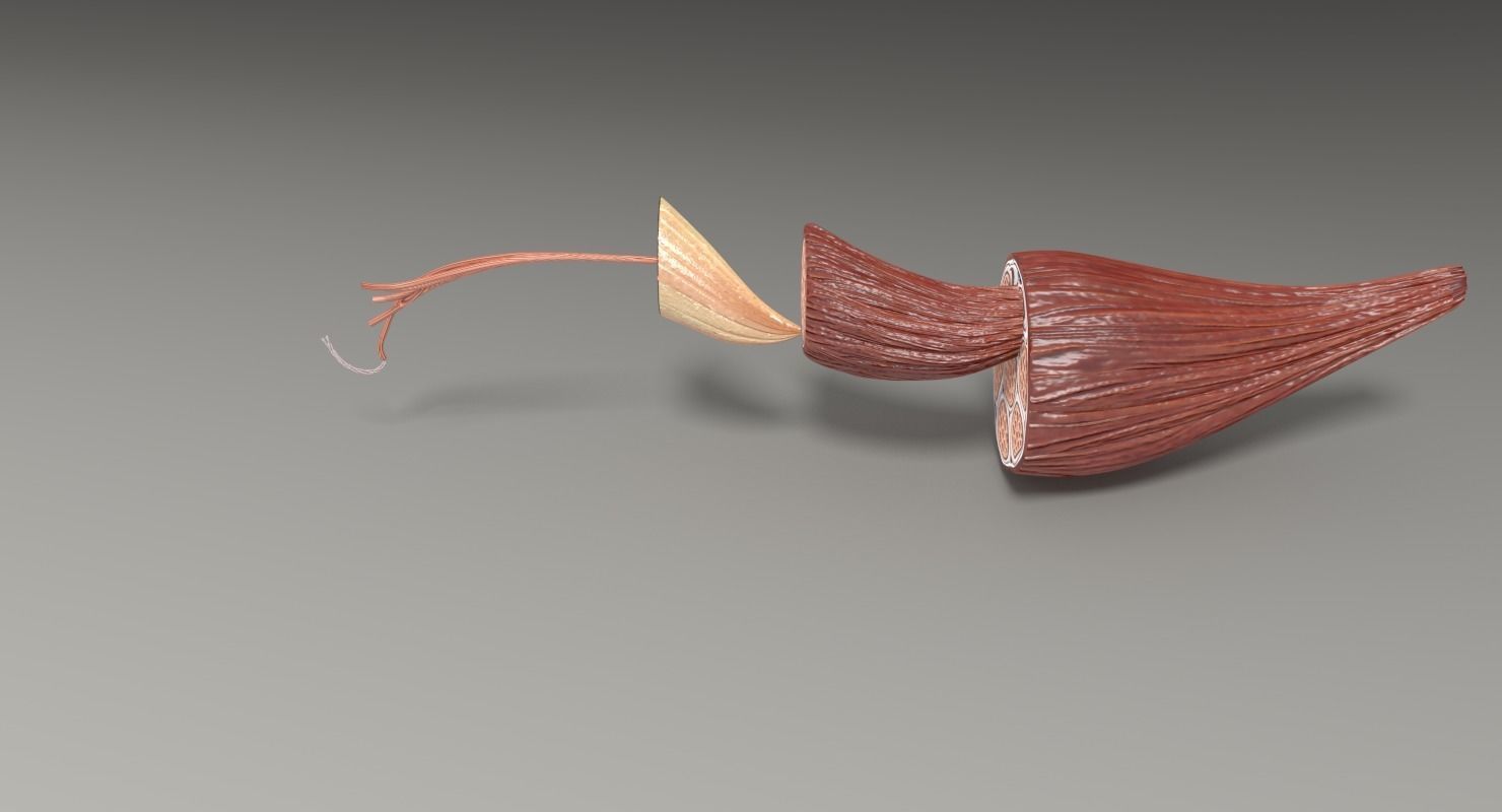 Muscle cross section 3D model_40