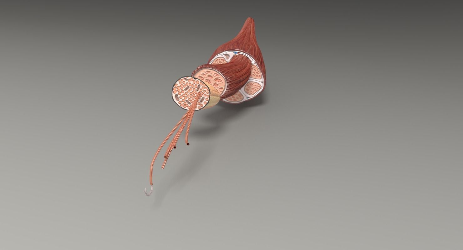 Muscle cross section 3D model_45