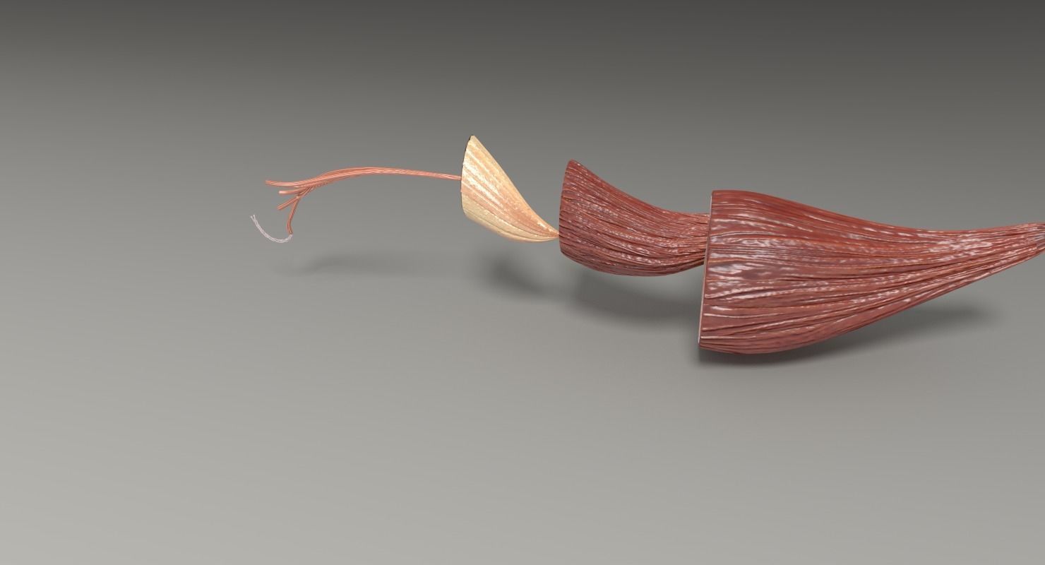 Muscle cross section 3D model_35
