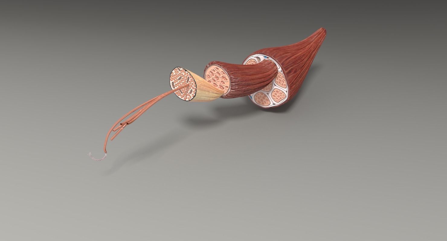 Muscle cross section 3D model_46