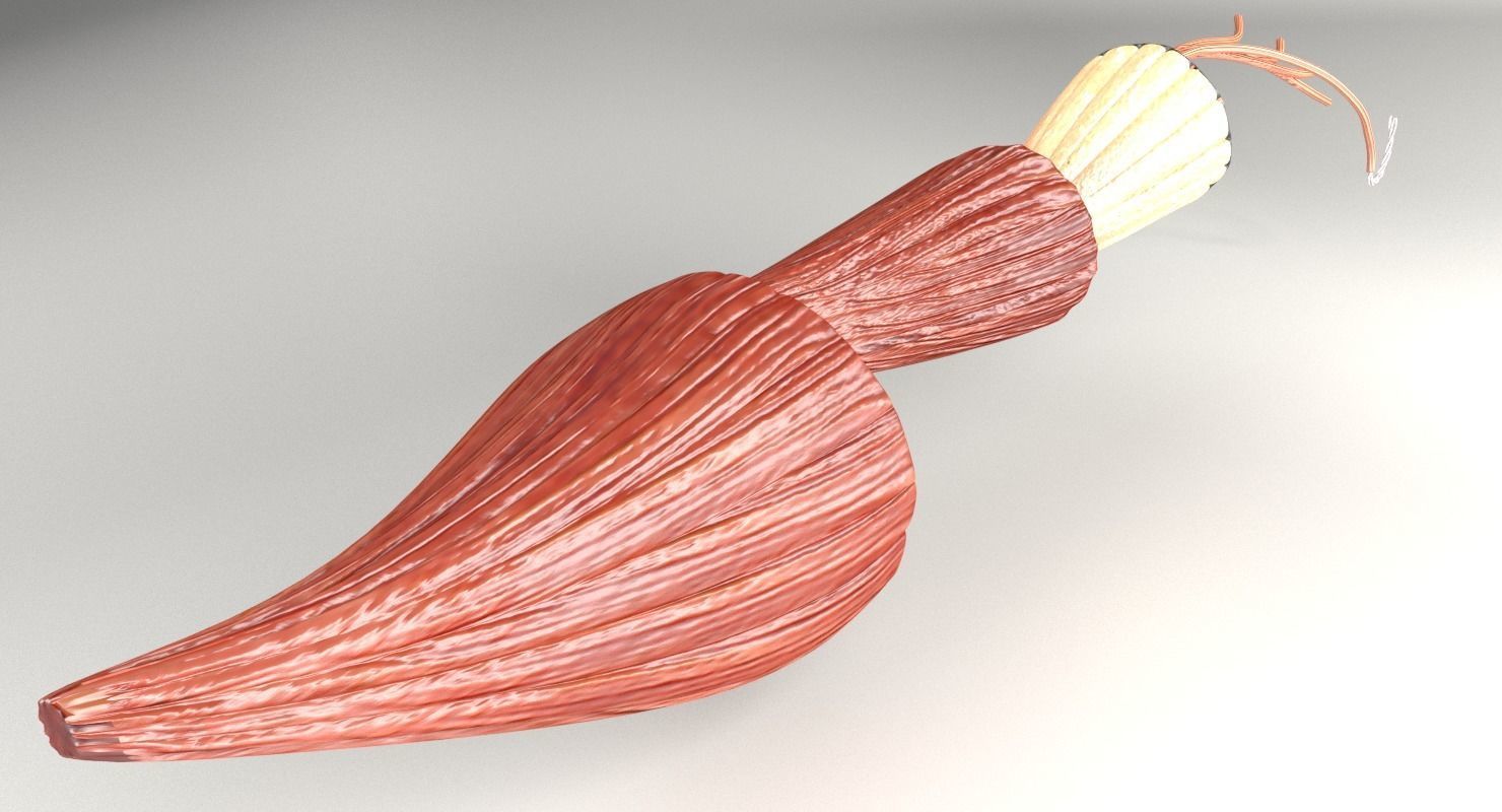 Muscle cross section 3D model_10