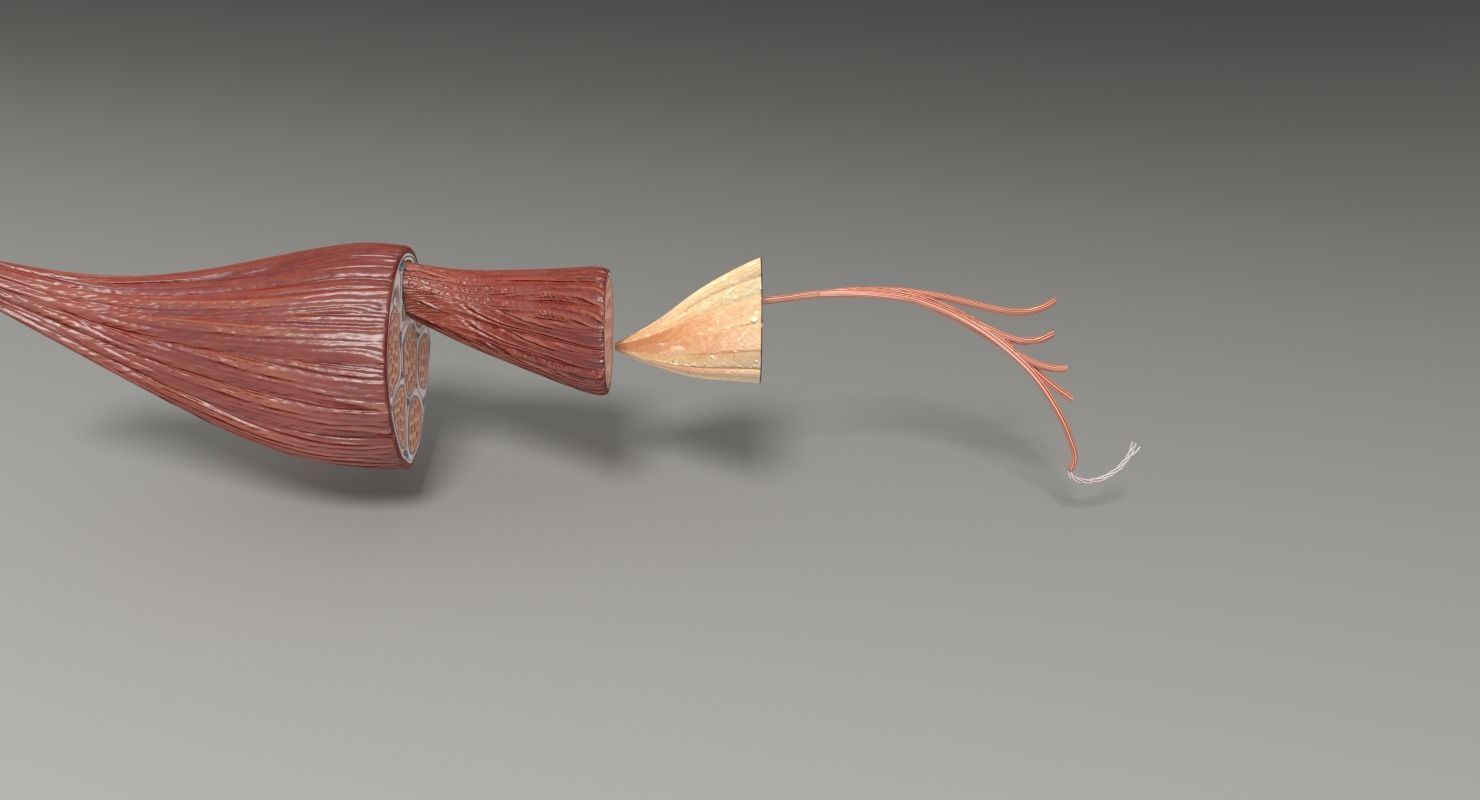 Muscle cross section 3D model_19