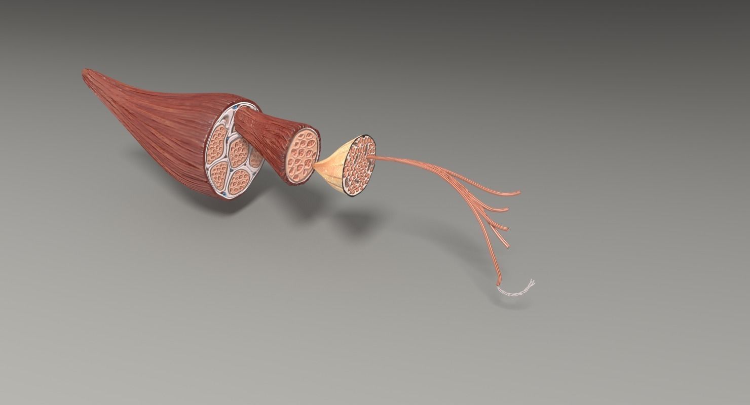 Muscle cross section 3D model_48