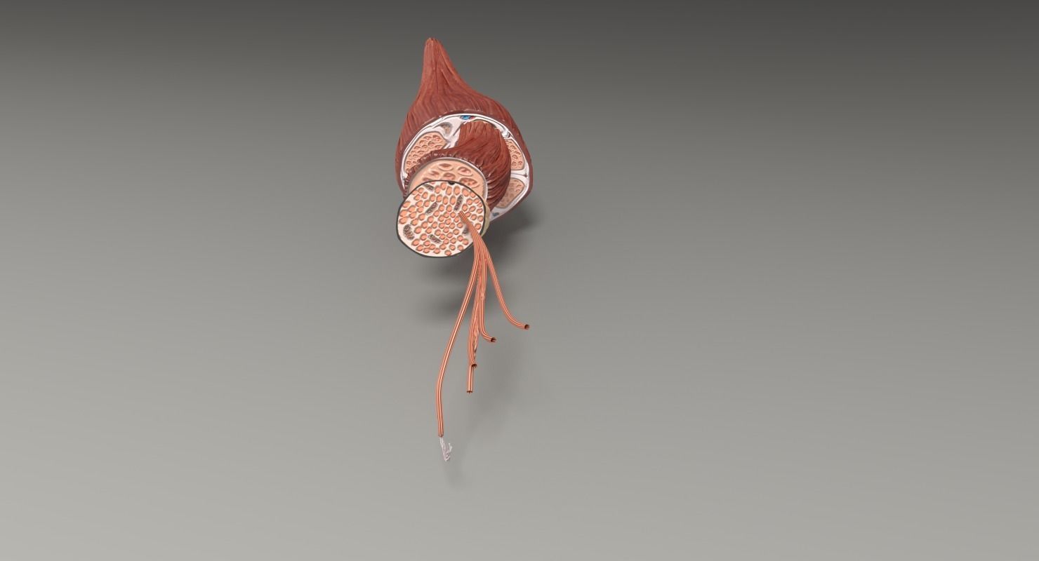 Muscle cross section 3D model_43