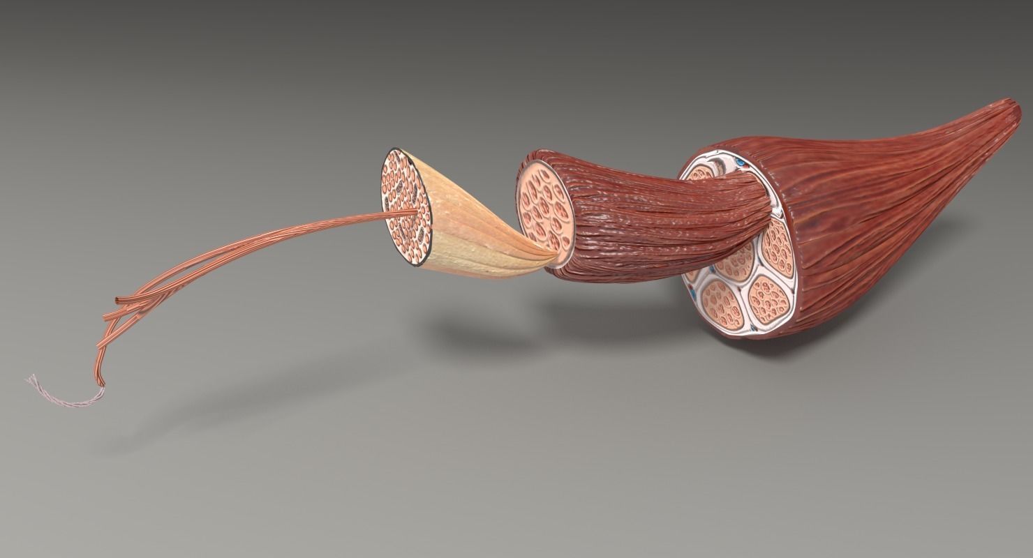 Muscle cross section 3D model_4