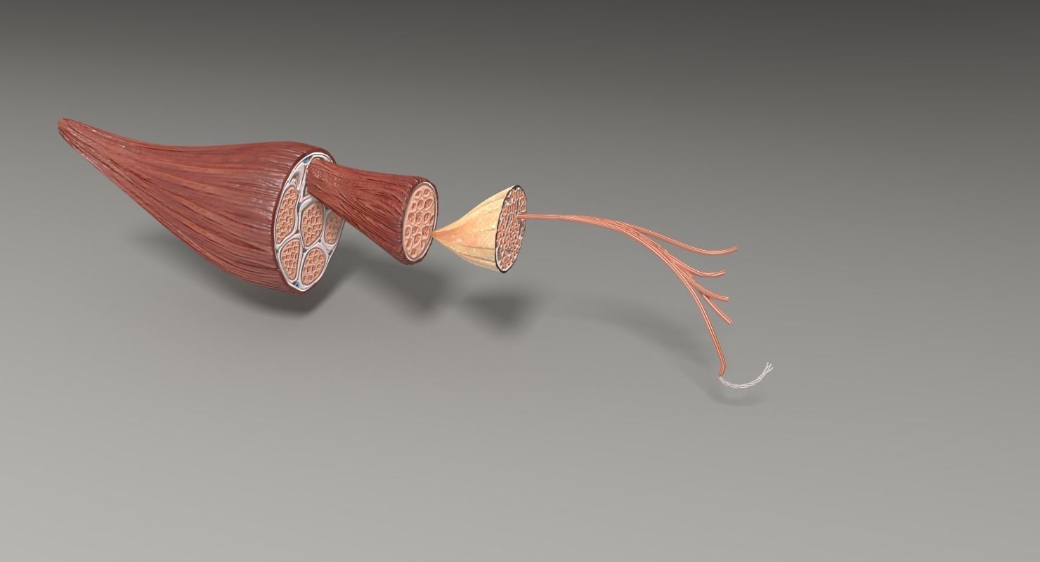 Muscle cross section 3D model_22