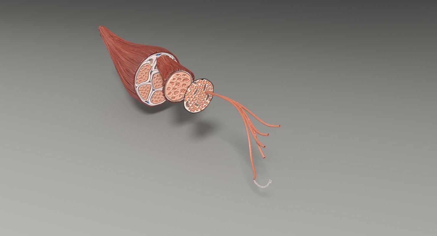 Muscle cross section 3D model_50