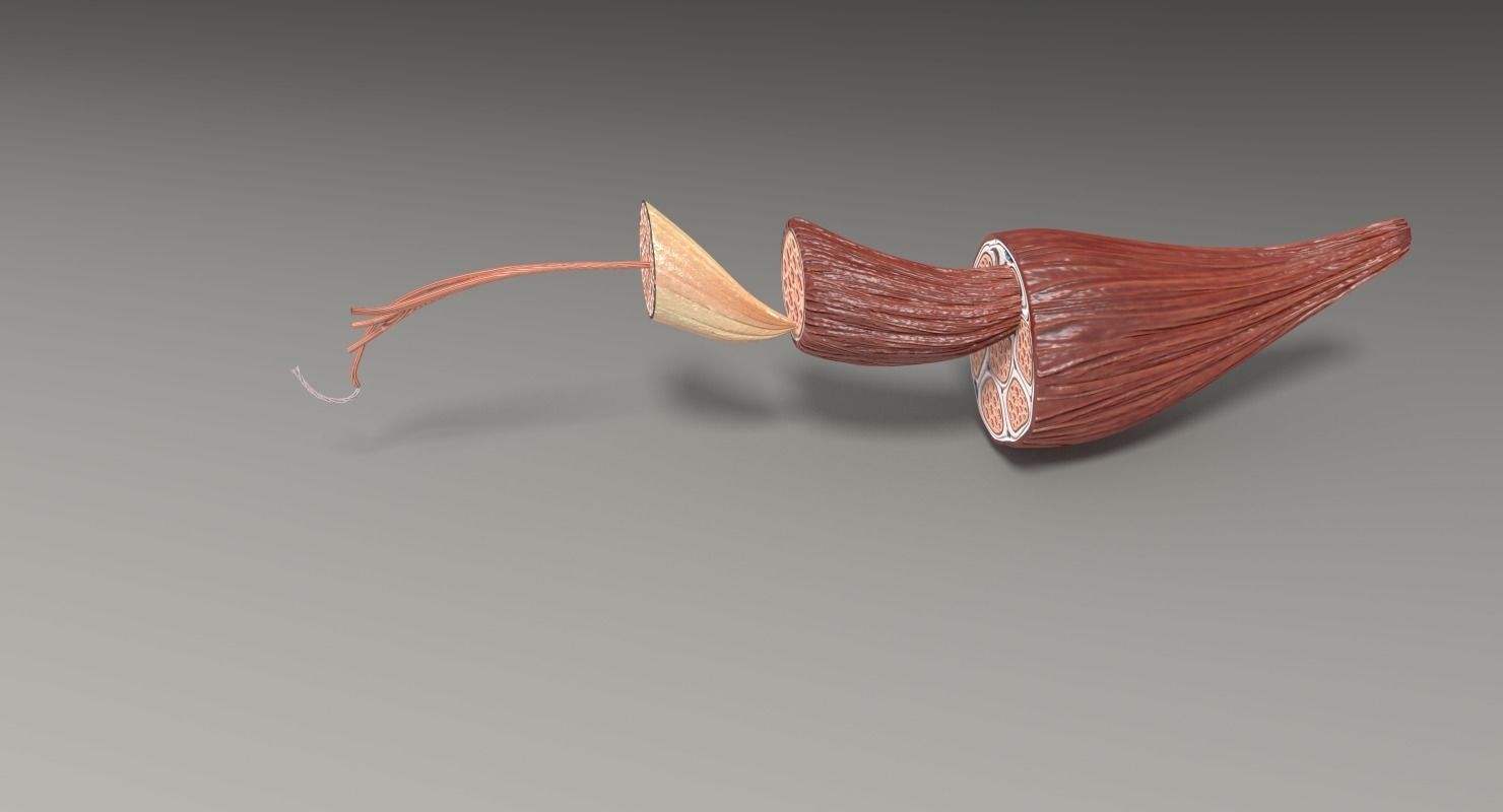 Muscle cross section 3D model_37