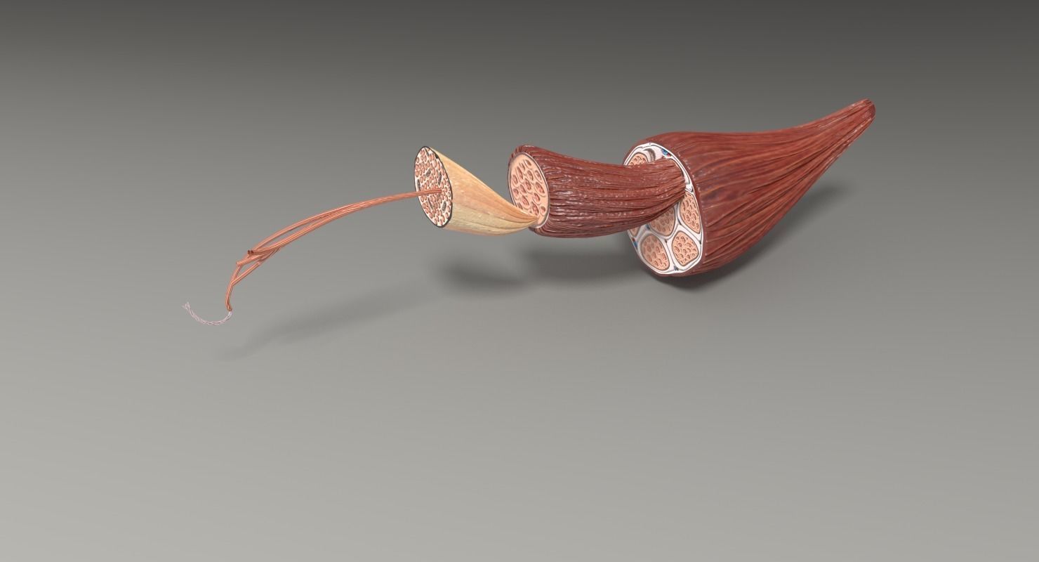 Muscle cross section 3D model_39