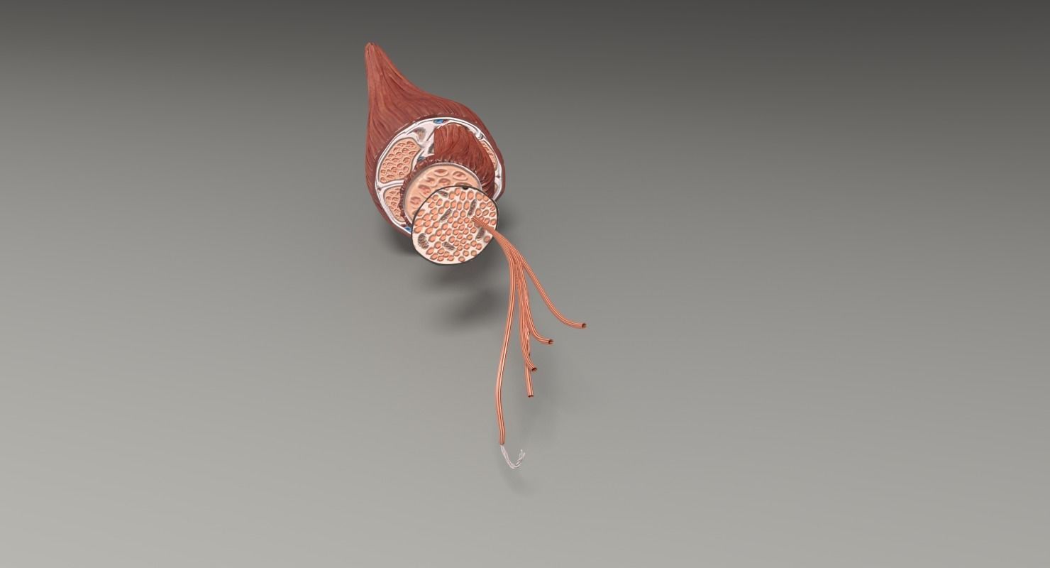 Muscle cross section 3D model_51