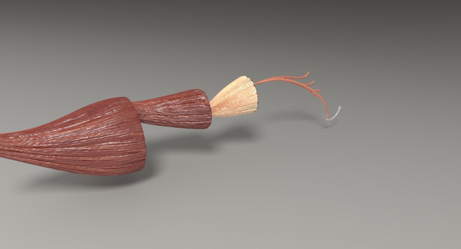 Muscle cross section 3D model_29