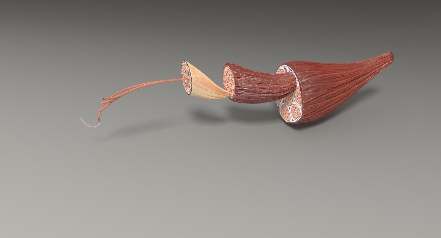 Muscle cross section 3D model_36