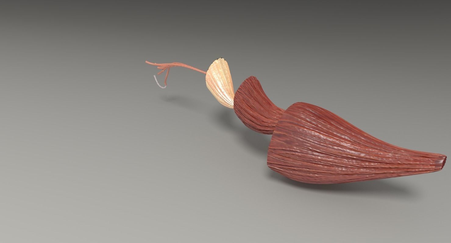 Muscle cross section 3D model_32