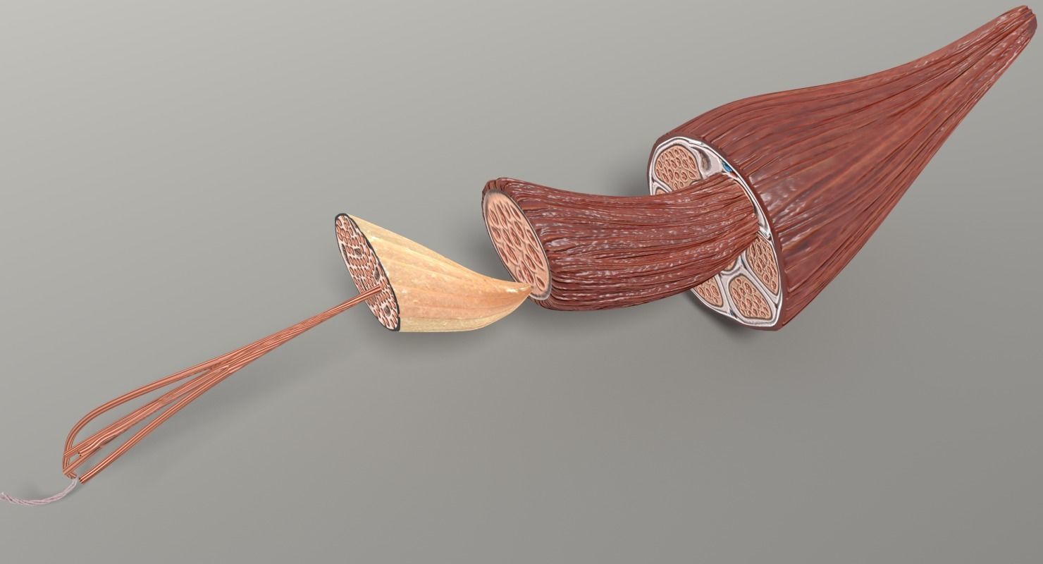 Muscle cross section 3D model_5