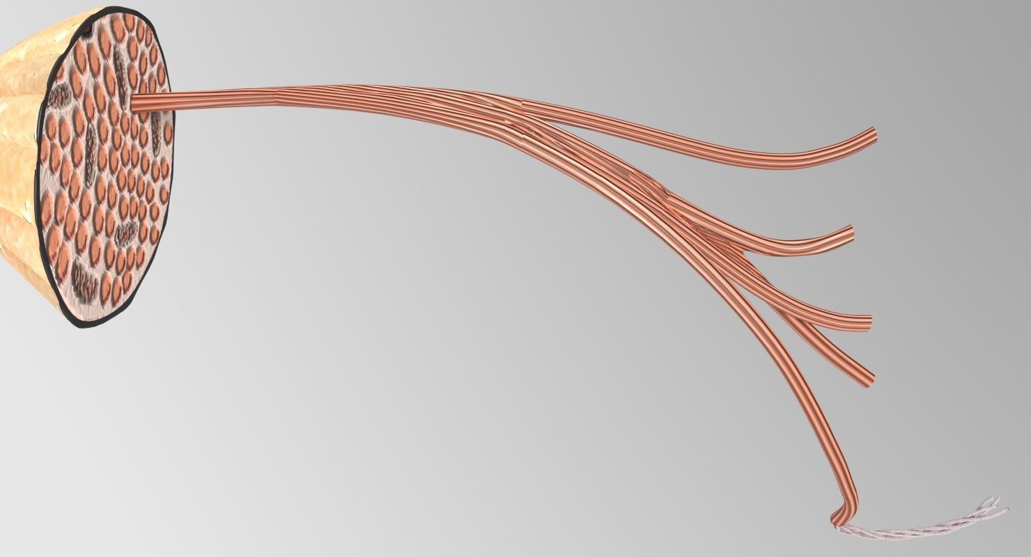 Muscle cross section 3D model_6