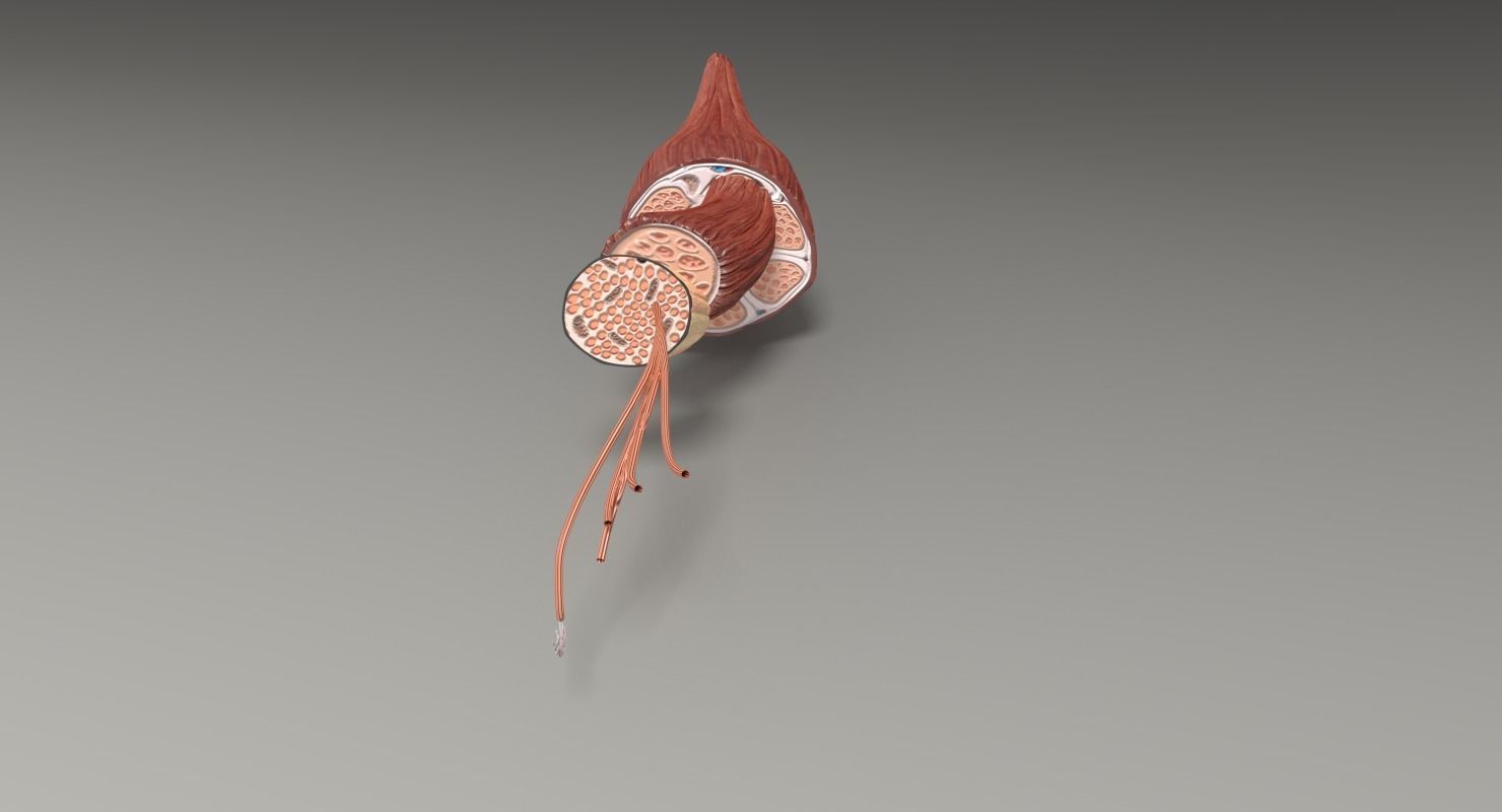 Muscle cross section 3D model_42