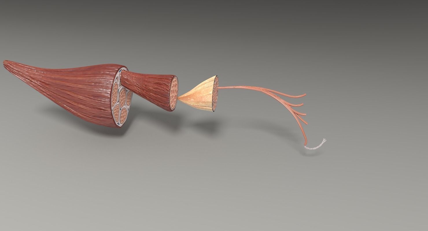 Muscle cross section 3D model_17