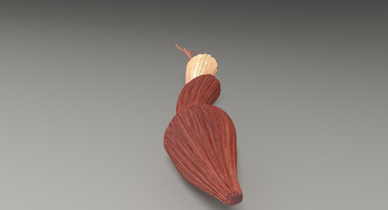 Muscle cross section 3D model_27