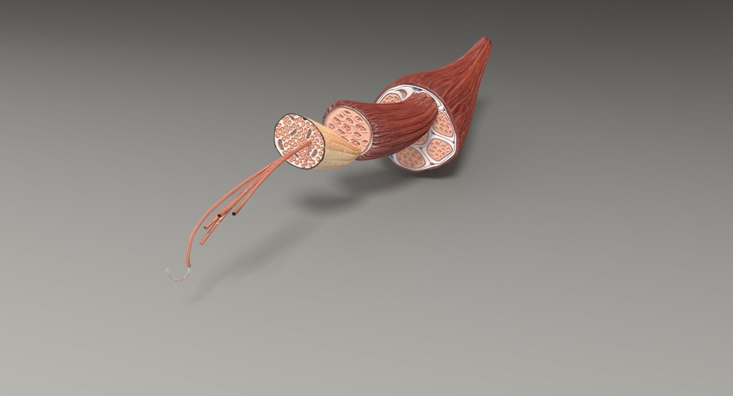 Muscle cross section 3D model_44
