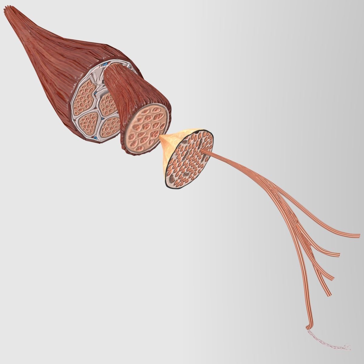 Muscle cross section 3D model_8