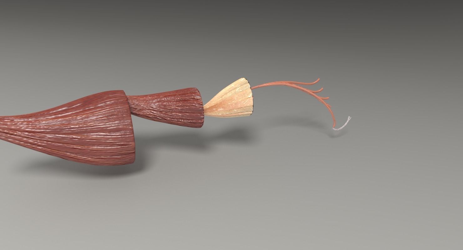 Muscle cross section 3D model_26